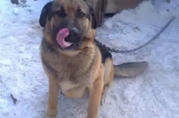 Пропала собака Метиз в Оренбурге