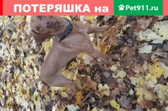 Пропала собака Лари, породы венгерская выжла, Москва