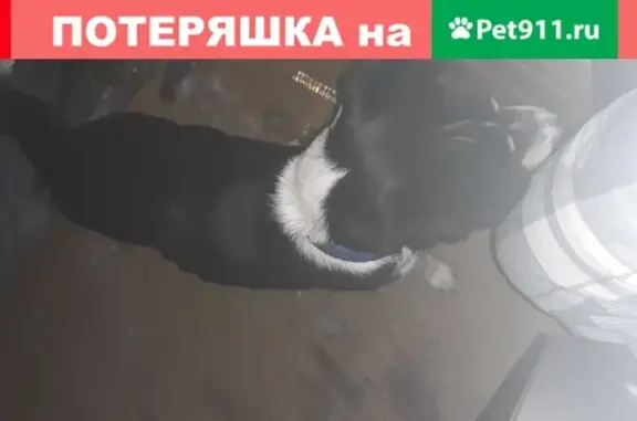Найдена собака в Поповке, ищем хозяина