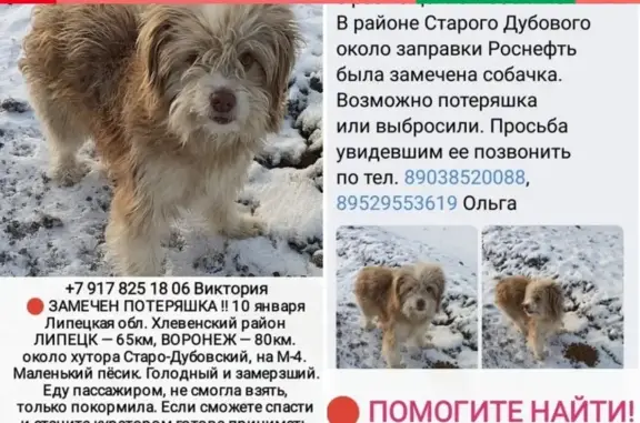 Собаки потеряшки, Липецк, фото: Потеряшка собака в Хлевенском районе, ищут на передержку.
