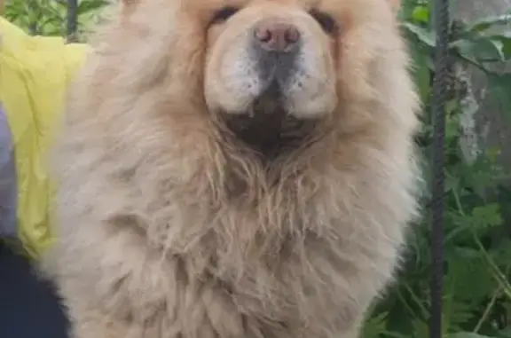 Пропала собака в районе Поляна-Покровка, чау-чау, нуждается в лечении.