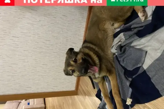 Найдена собака в Щербинке, квартал Южный