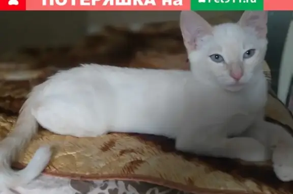 Пропала кошка в Пушкино с ошейником