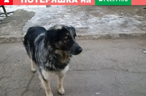 Найдена собака на Иртышской улице, Владивосток