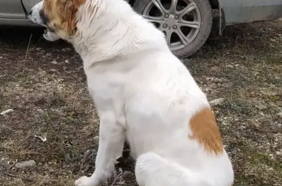 Найдена собака лабладор в Бахчисарае