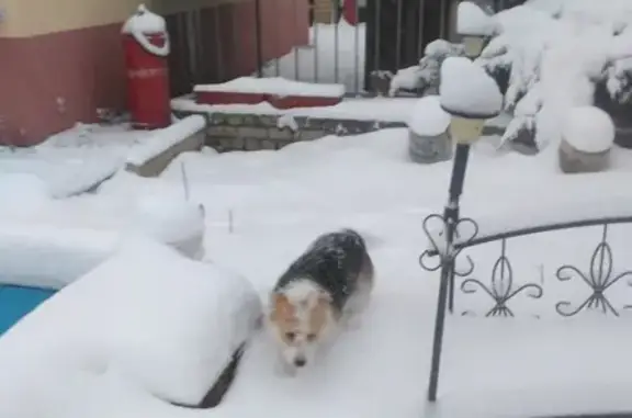 Собаки потеряшки, Липецк, фото: Потеряшка собака Джулька в Дачном посёлке, Липецк