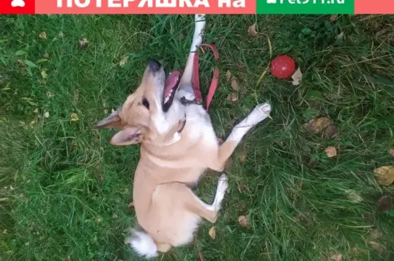 Пропала собака Лайка в Волоколамском районе, награждение 10 т рублей