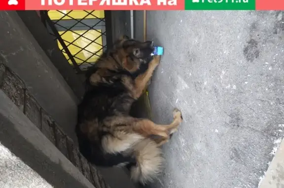 Найдена собака около метро Ломоносовская, адрес ул. Полярников 6