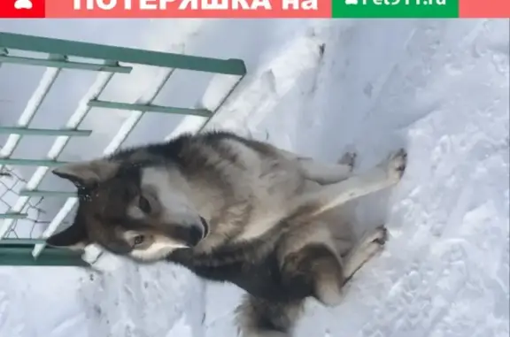 Собака найдена в Смахтино, Калужская обл.