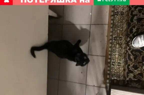 Найдена кошка в Москве с бедой грудкой