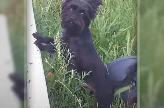 Собаки потеряшки, Липецк, фото: Потеряшка собака 