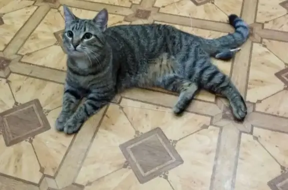 Найдена кошка в БЦ Печатный двор, Санкт-Петербург