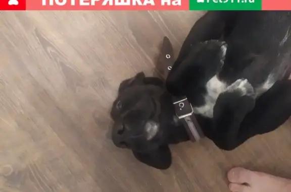 Найдена чёрная породистая собака в Краснодаре.