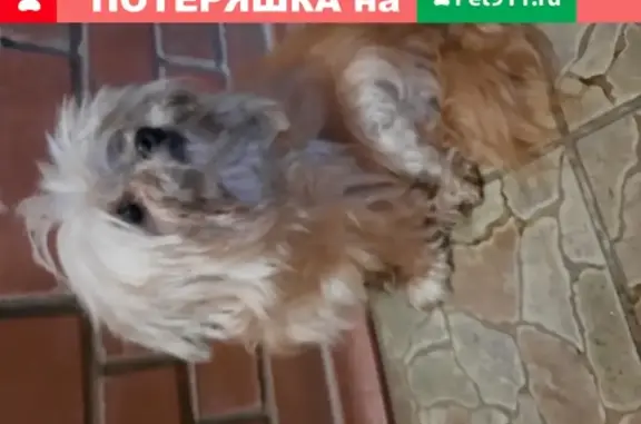Собака найдена на улице Серова, 8