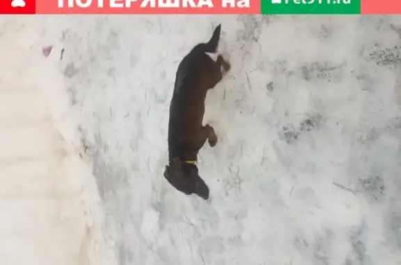 Найдена ручная собака возле пр-та Ленинского Комсомола 24 в Ульяновске