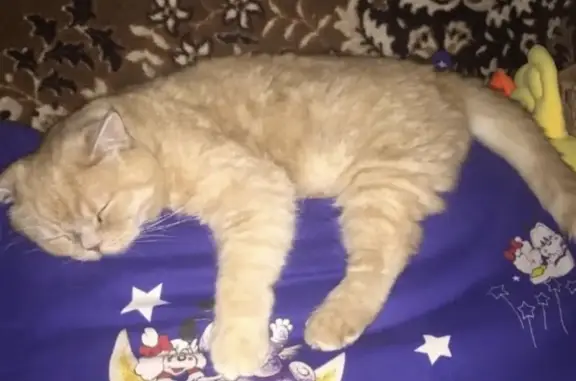 Кошки потеряшки, Санкт-Петербург, фото: Потеряшка кошка в Калининском районе, СПБ, откликается на имя Эйнэл.