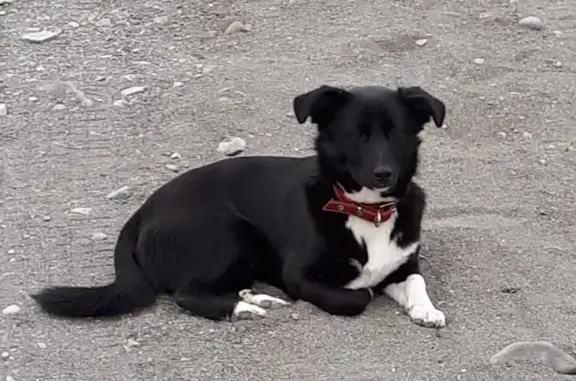 Пропала собака на Центральной ул. в Вилючинске