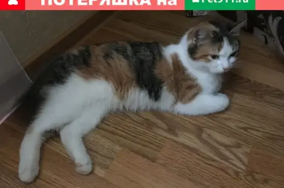 Найдена кошка на Московском проспекте 114, ищем хозяев!