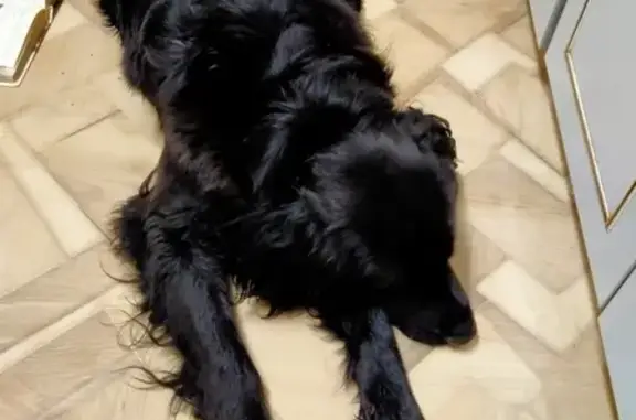 Найден черный пёс в Егорьевске