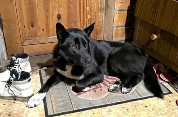 Найдена собака в Раменском с ошейником