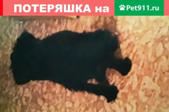 Пропала собака - Бельгийский грифон, Чехов