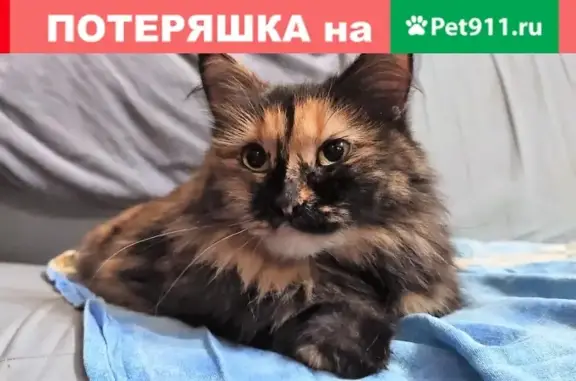 Найдена домашняя кошка на Ереванской