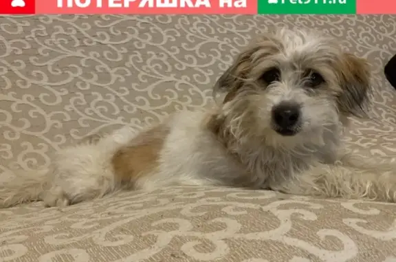 Найдена собака в Ростове, ищем хозяев