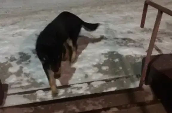 Собака с ошейником найдена в Омске