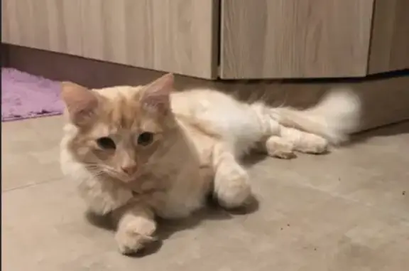 Найдена кошка на ул. Жени Егоровой в СПб