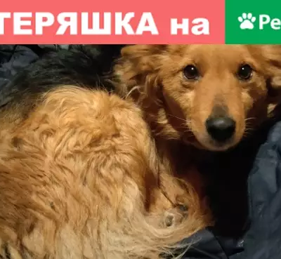 Найдена собака на правом берегу Иртыша, Омск.