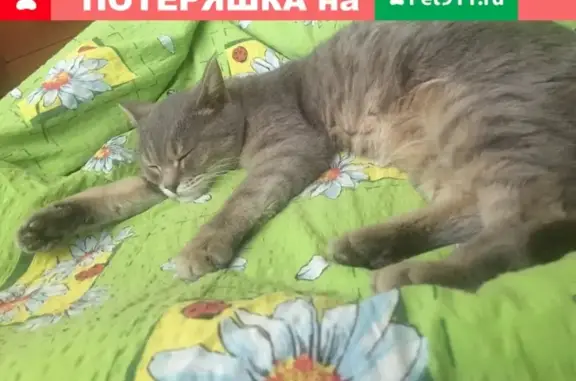 Найден домашний кот на ул. Макаренко, 15