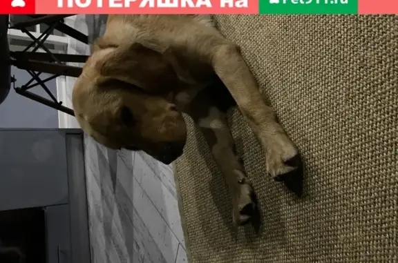 Найден щенок Золотистый на улице Крымская, Сочи