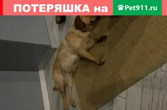Найден щенок лабрадор в Сочи, ул. Крымская 89