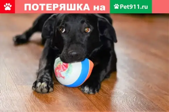 Пропала собака в п. Фосфоритный, Воскресенского района Московской области