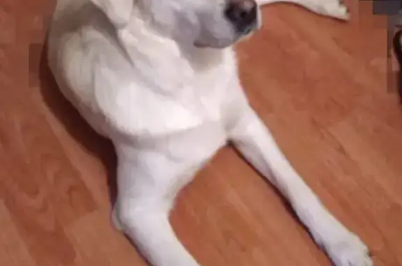 Собаки потеряшки, Тверь, фото: Потеряшка собака Бакс в Погорелом городище, Зубцовского района.