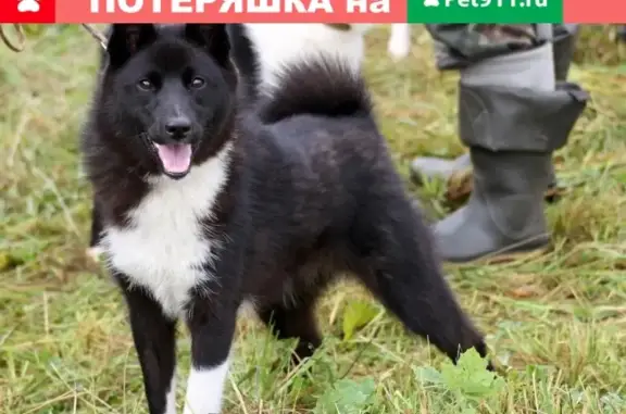 Пропала собака в Ивановской обл.