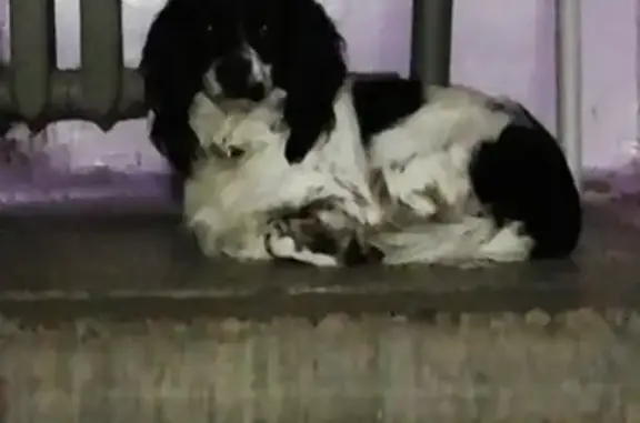 Собака-спаниель найдена в Сургуте