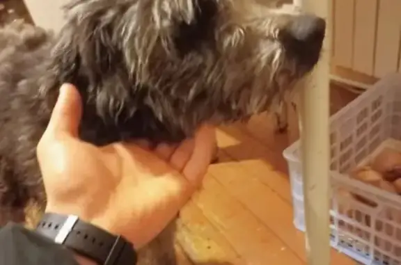 Найдена собака в Омске: ищем старых хозяев!