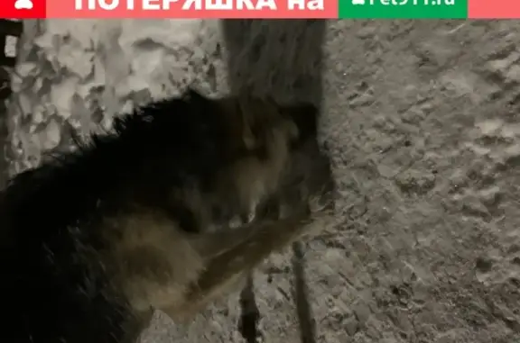 Собака на Ленинградской-Широкой в Пскове.