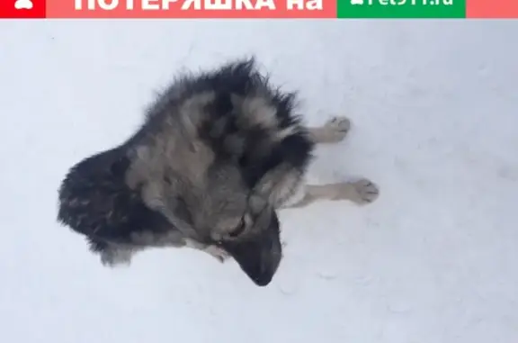 Ухоженный собака-мальчик без ошейника в Кемерово