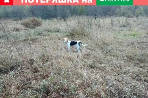 Пропала собака Тайга в лесу Тула.