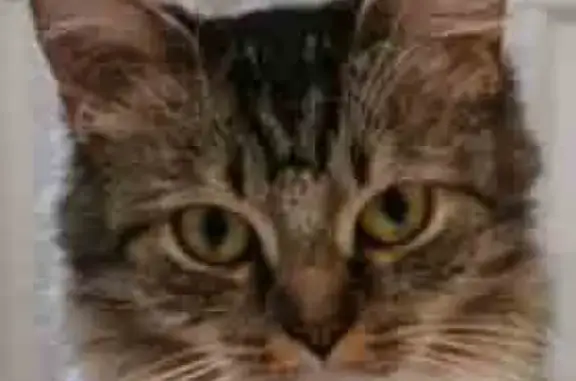 Кошки потеряшки, Санкт-Петербург, фото: Потеряшка кошка Лапа, найдена в Приозерском р-не