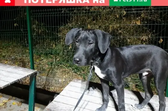 Найден щенок в районе Макаренко, Сочи