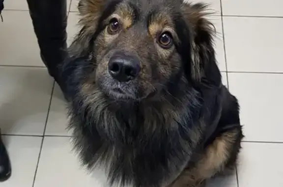 Найдена собака, Нижний Новгород, фото: Собака на ул. Широтная, Н. Новгород - ищем хозяина!