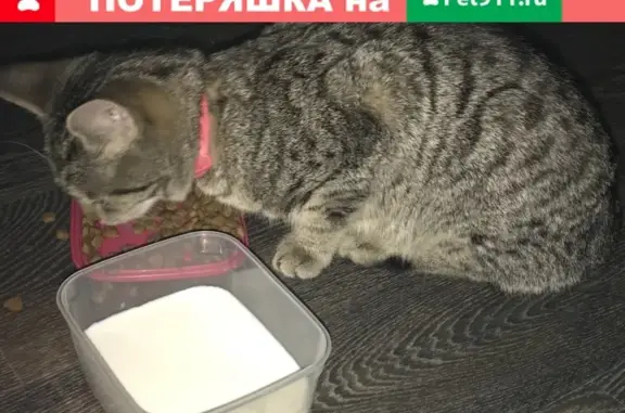 Найдена кошка в Москве, ищем нового хозяина