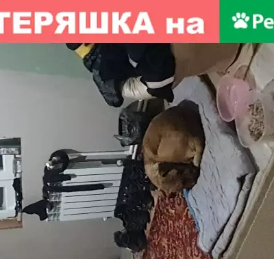 Найдена умная собака в Подольске