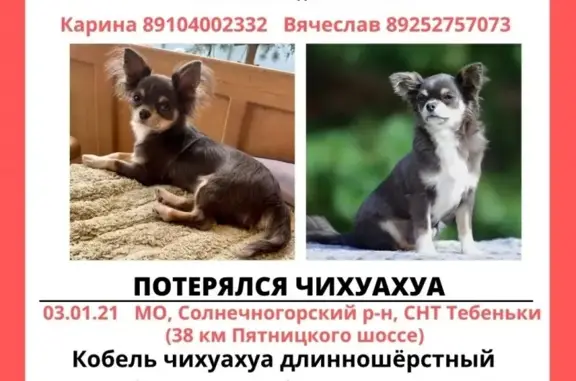 Пропала собака в СНТ Тебеньки, Солнечногорский район