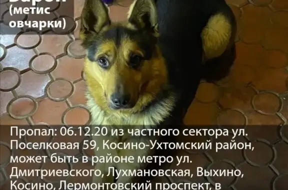 Собаки потеряшки, Москва, фото: Потеряшка собака Барон, вознаграждение 20,000 руб. Москва, Поселковая улица 59.
