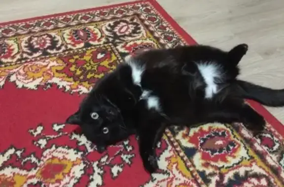 Кошки потеряшки, Уфа, фото: Потеряшка Чернышка, красивая и упитанная кошка, Уфа.