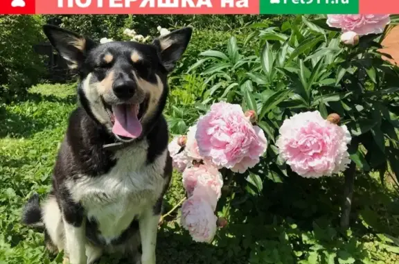 Пропала собака Алу в Балашихе, Салтыковка, Усадебная улица, 8.